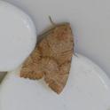 Cosmia trapezina (Dun-bar).jpg